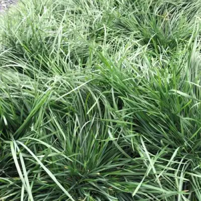 Щучка ГОЛДТАУ дернистая в Осиповичах