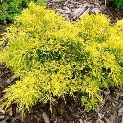 Можжевельник КИНГ ОФ СПРИНГ средний в Осиповичах