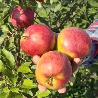 Яблоня ПОСПЕХ в Осиповичах