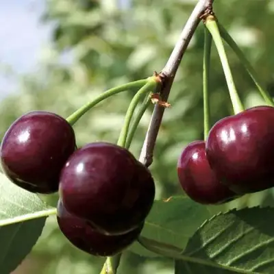 Дюк КСЕНИЯ (ЧЕРЕВИШНЯ) в Осиповичах