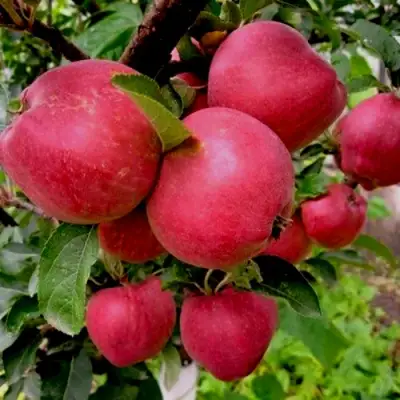 Яблоня РОЖДЕСТВЕНСКОЕ в Осиповичах