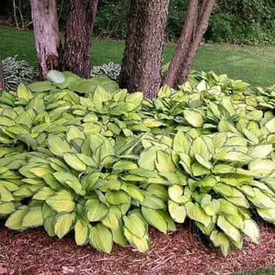 Хоста ГОЛД СТАНДАРТ Форчуна в Осиповичах