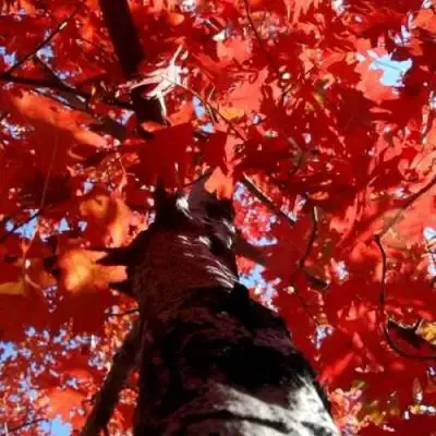 Дуб красный в Осиповичах