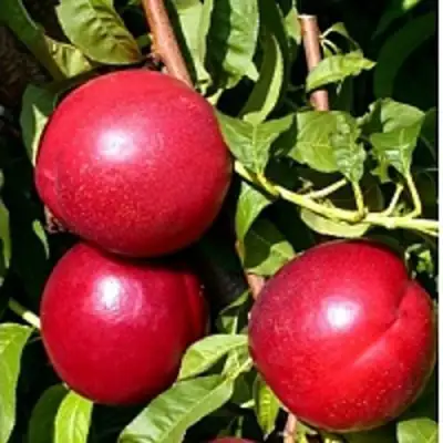 Нектарин ХАРКО в Осиповичах