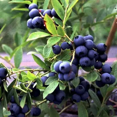 Голубика ДЖЕРСИ в Осиповичах