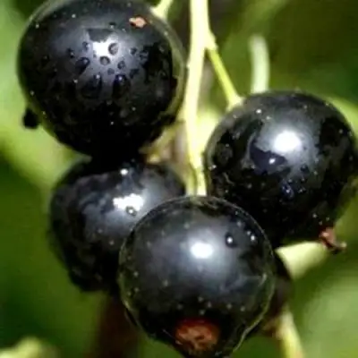 Смородина чёрная ВИНОГРАДНАЯ в Осиповичах