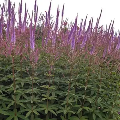 Вероникаструм ФАСЦИНЕЙШН в Осиповичах