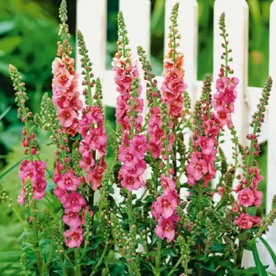 Коровяк ПИНК ДОМИНО гибридный (вербаскум) в Осиповичах