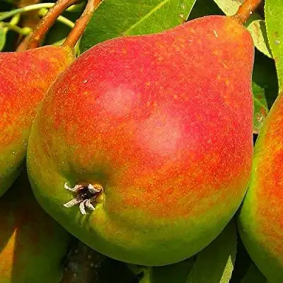 Груша ГЕРА в Осиповичах