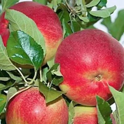 Яблоня СЕНАТОР колонновидная в Осиповичах