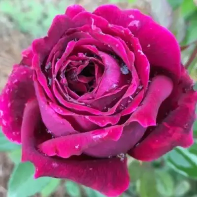 Роза РОЯЛ ПАЛАС японская в Осиповичах