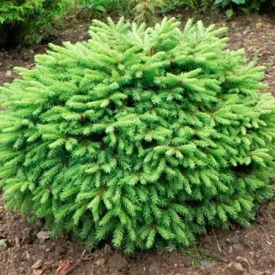 Ель НИДИФОРМИС обыкновенная в Осиповичах