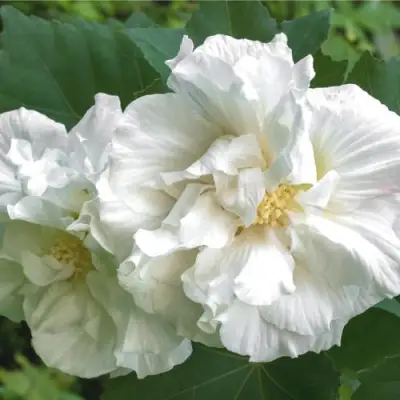 Гибискус АДМИРАЛ ДЕВЕЙ сирийский в Осиповичах