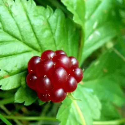 Княженика ЭЛПЕ в Осиповичах