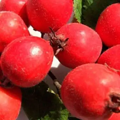 Боярышник КРУПНОПЛОДНЫЙ в Осиповичах