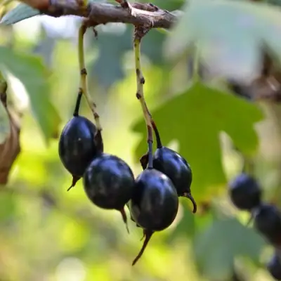 Смородина золотистая ДУСТЛИК в Осиповичах