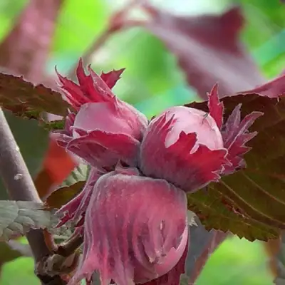 Фундук КАРДИНАЛ в Осиповичах