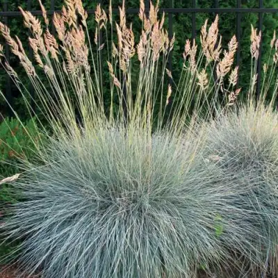 Овсянница ЭЛАЙДЖА БЛЮ в Осиповичах