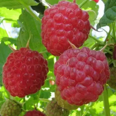 Малина НОВОСТЬ КУЗЬМИНА в Осиповичах