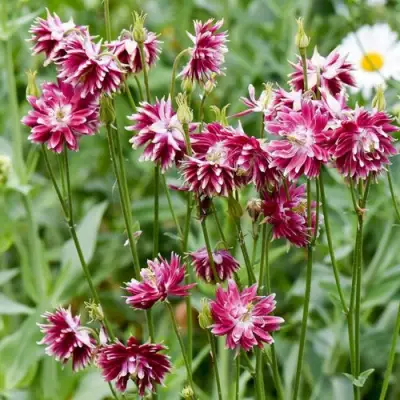 Аквилегия БАРЛОУ НОРА гибрид МакКаны в Осиповичах