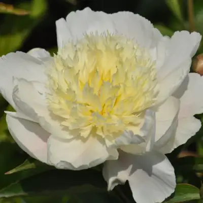 Пион ЗОЛОТАЯ ШПИЛЬКА травянистый в Осиповичах