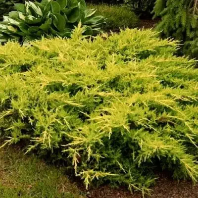 Можжевельник МОРДИГАН ГОЛД средний в Осиповичах