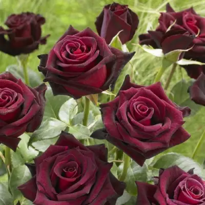 Роза БЛЭК БАККАРА чайно-гибридная в Осиповичах