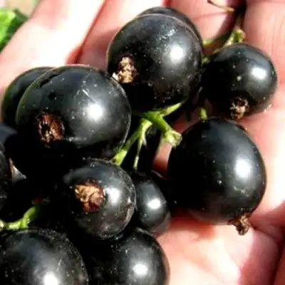 Смородина чёрная ЧЕРЕШНЁВАЯ в Осиповичах