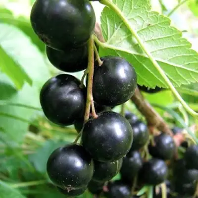 Смородина черная ЧЕРНООКАЯ в Осиповичах