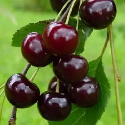 Вишня ЛАСУХА в Осиповичах