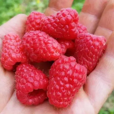 Малина ТУЛАМИН в Осиповичах