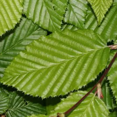 Граб японский в Осиповичах