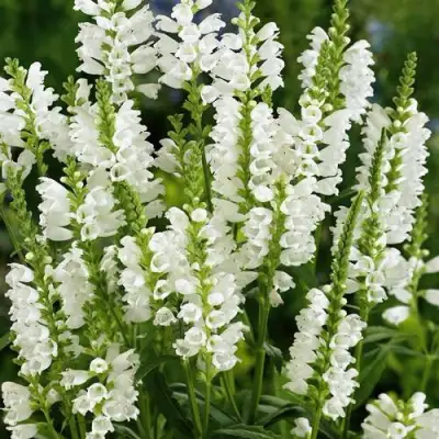 Физостегия АЛЬБА виргинская в Осиповичах