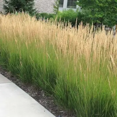 Вейник КАРЛ ФОРСТЕР остроцветковый в Осиповичах