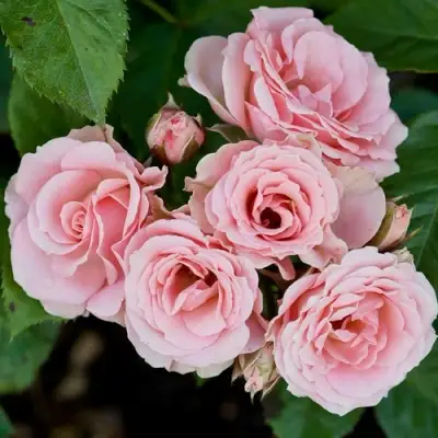 Роза КЛАССИК ЛИДИЯ спрей в Осиповичах