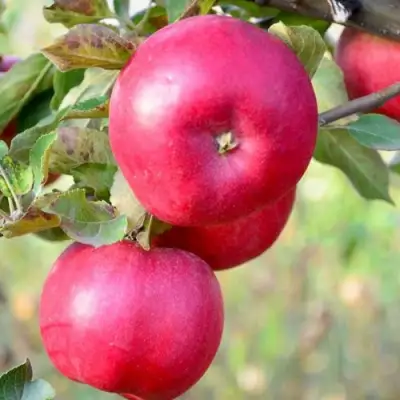 Яблоня АЙДАРЕД в Осиповичах