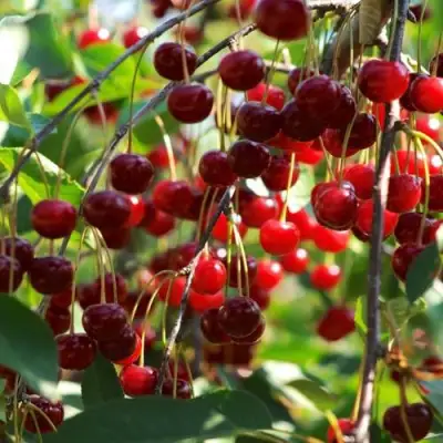 Вишня БРУСНИЦЫНА степная в Осиповичах