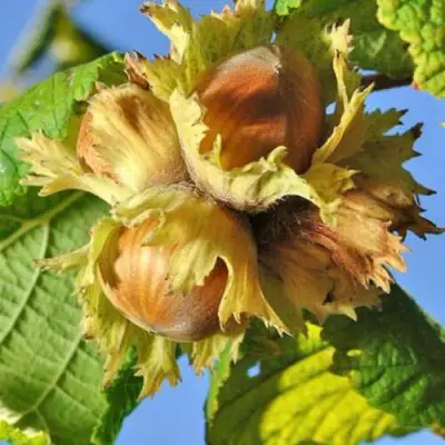 Фундук ТОНДА РОМАНА в Осиповичах