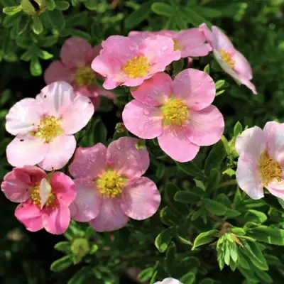 Лапчатка ЛАВЛИ ПИНК кустарниковая в Осиповичах