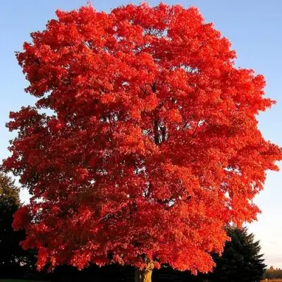 Дуб красный в Осиповичах