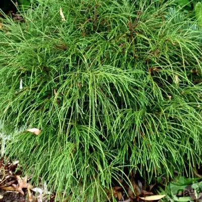 Туя ВИПКОРД складчатая в Осиповичах