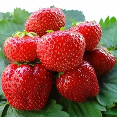 Клубника ВИМА ЗАНТА в Осиповичах