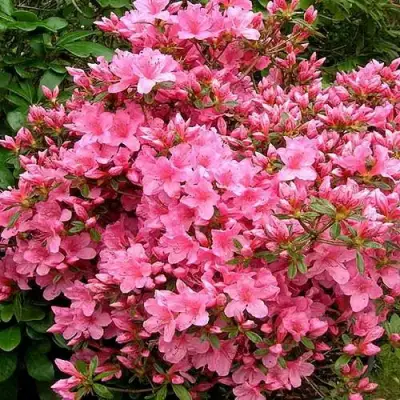 Азалия РОКОКО японская в Осиповичах