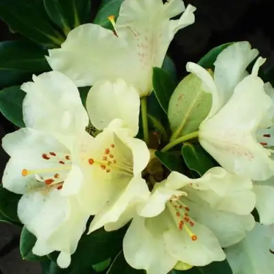 Рододендрон ГОЛДКРОН в Осиповичах