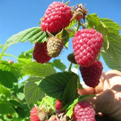 Малина ЕВРАЗИЯ в Осиповичах