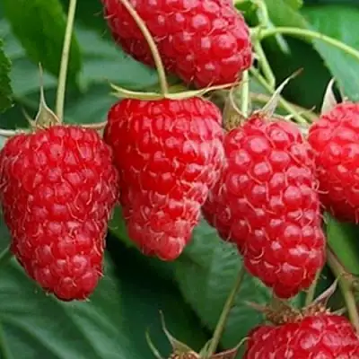 Малина КАСКАД ДЕЛАЙТ в Осиповичах