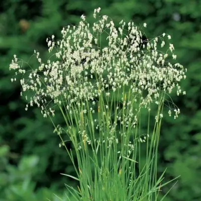 Трясунка средняя в Осиповичах