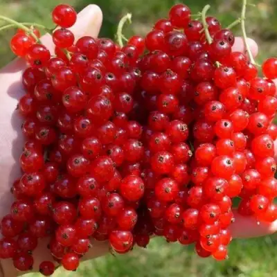 Смородина красная РЕД ПУЛ в Осиповичах