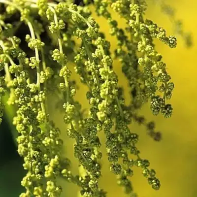 Дуб скальный в Осиповичах