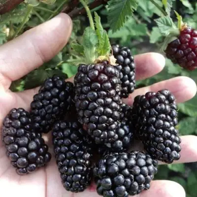 Ежевика ЛОХ НЕСС бесшипная  в Осиповичах